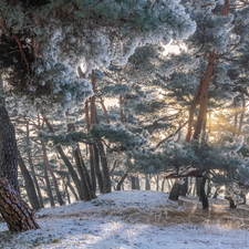 frosty, trees, winter, grass, pine, viewes