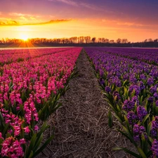 Hyacinths, Field, viewes, Great Sunsets, trees, plantation