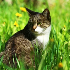 cat, sun, green, grass