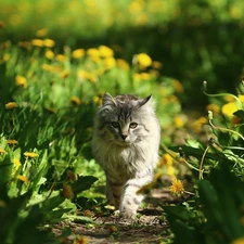green, Path, Meadow, dandelion, cat