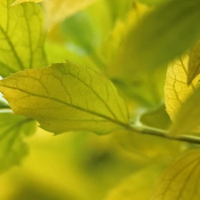 Yellow, Leaf, green ones