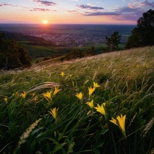 Sunrise, Flowers, The Hills, Houses, Meadow, lilies