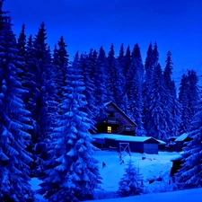 Home, forest, winter