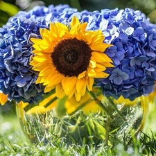 bouquet, Sunflower, hydrangeas, flowers