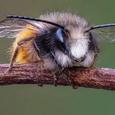 bee, Close, increase, twig