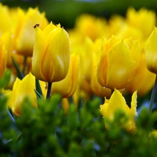 Insect, Yellow, Tulips