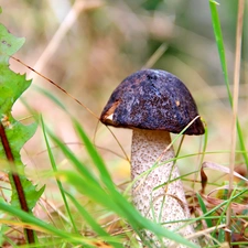 Mushrooms, leg, Kozak, Hat