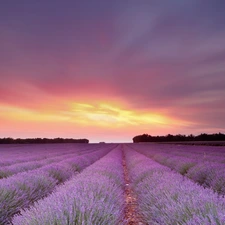 Great Sunsets, Field, lavender