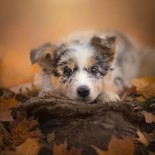 Puppy, muzzle, Leaf, Australian Shepherd