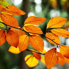 autumn, Orange, Leaf, branch
