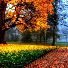 trees, Park, Leaf, autumn, viewes, lane