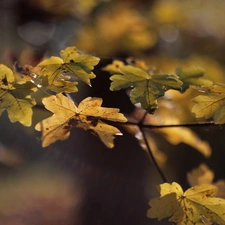 Leaf, Yellow, Autumn