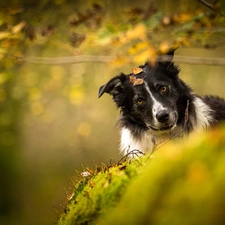 dog, Border Collie, Leaf, black and white