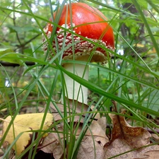 Mushrooms, grass, Leaf, toadstool