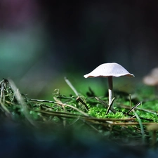White, Hat, leg, mushroom
