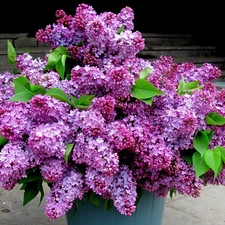 Lilacs, bouquet, violet