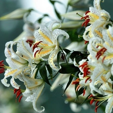 White, tiger Lilies