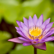 Violet, water-lily