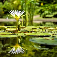 Nenufary, water-lily