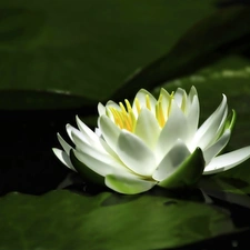 White, water-lily