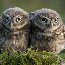 Two, Little Owl, Moss, Owls