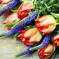 lupine, Flowers, Tulips