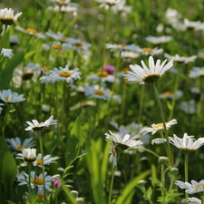 daisy, Flowers, Meadow, White