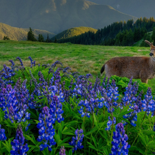 Meadow, Mountains, lupine, fawn, Flowers, car in the meadow