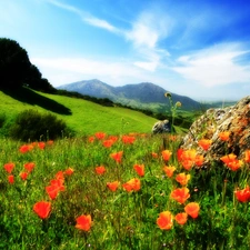 red weed, Mountains, Meadow