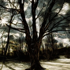 rays of the Sun, Art, trees, viewes, winter