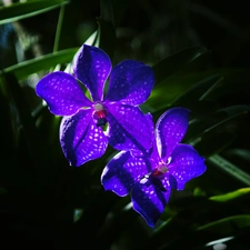 Blue, orchid