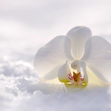 orchid, orchid, White, Colourfull Flowers, snow