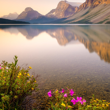 Flowers, Bow Lake, Province of Alberta, Canada, Banff National Park, rocky mountains