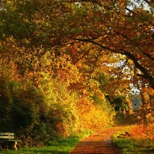 Path, Bench, trees, viewes, Park
