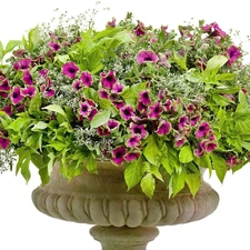 petunias, bowl, purple