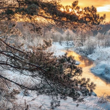 River, winter, viewes, pine, trees, morning