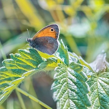 butterfly, plant, Leaf, Coenonympha Pamphilus
