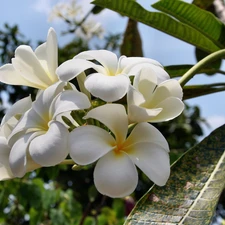 White, Plumeria