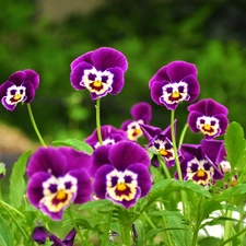 purple, pansies, faces