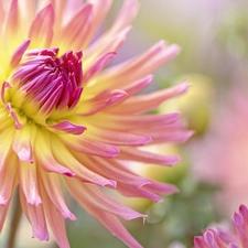 Colourfull Flowers, Dalia, rapprochement, Pink and yellow