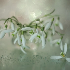 drops, rapprochement, White, Flowers, snowdrops