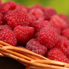 basket, Raspberries