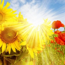 rays, sun, papavers, Meadow, Nice sunflowers