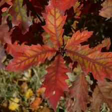 Autumn, oak, red, Leaf