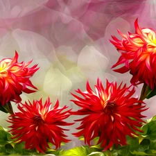 Flowers, dahlias, graphics, Red