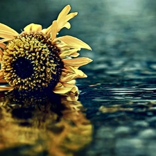 reflection, Sunflower, water