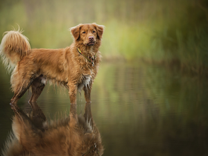 water, dog, Retriever Nova Scotia