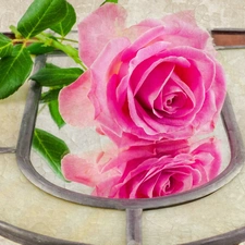 rose, Beauty, Pink