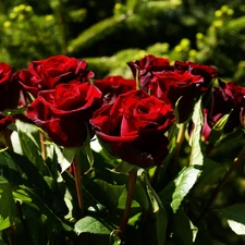 Red, roses