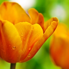 Yellow, drops, Rosy, tulip